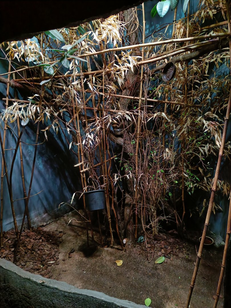 Sunda Slow Loris enclosure - Indonesian Jungle Pavilion
