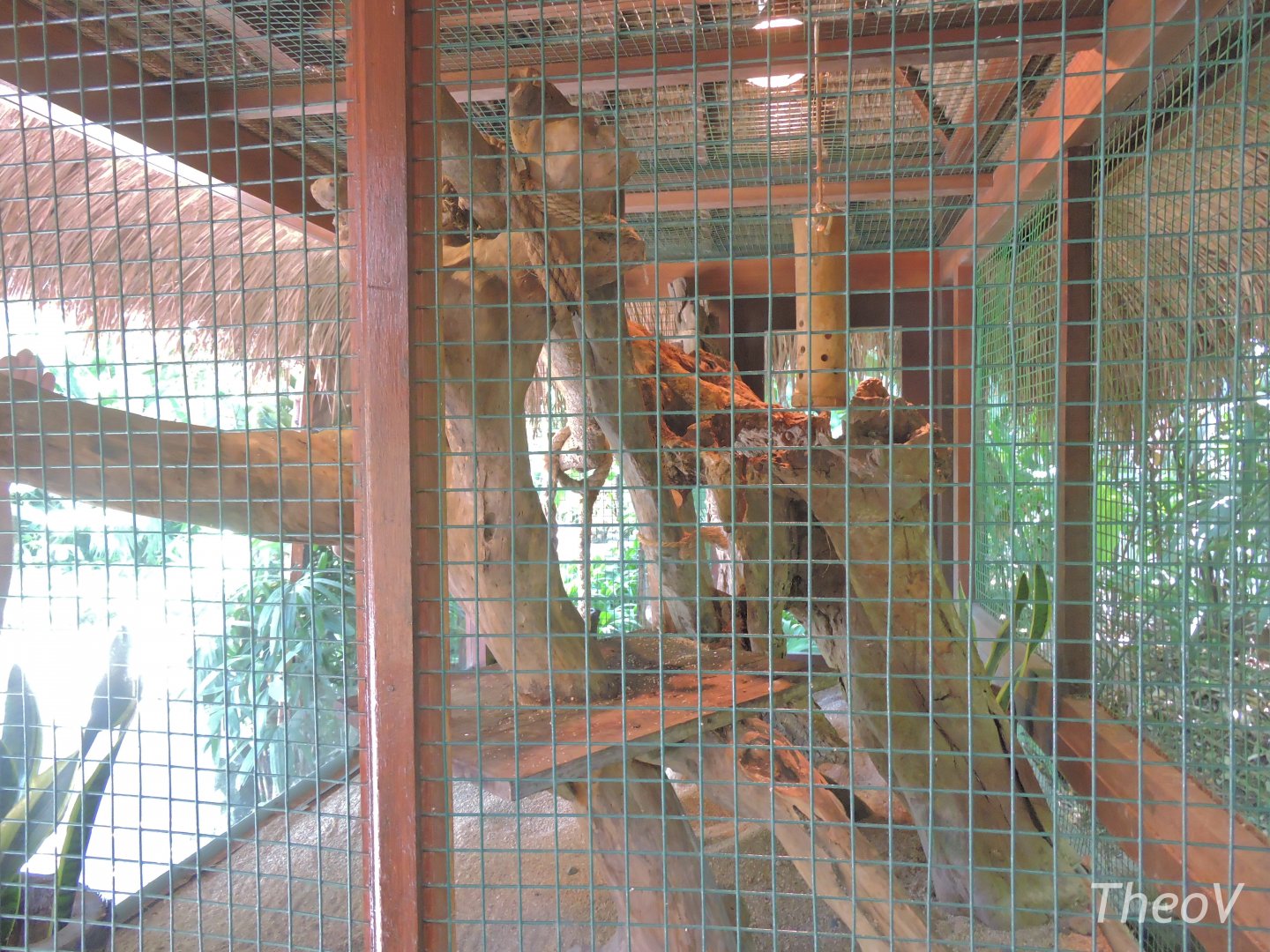 Sunda slow loris exhibit [2016]