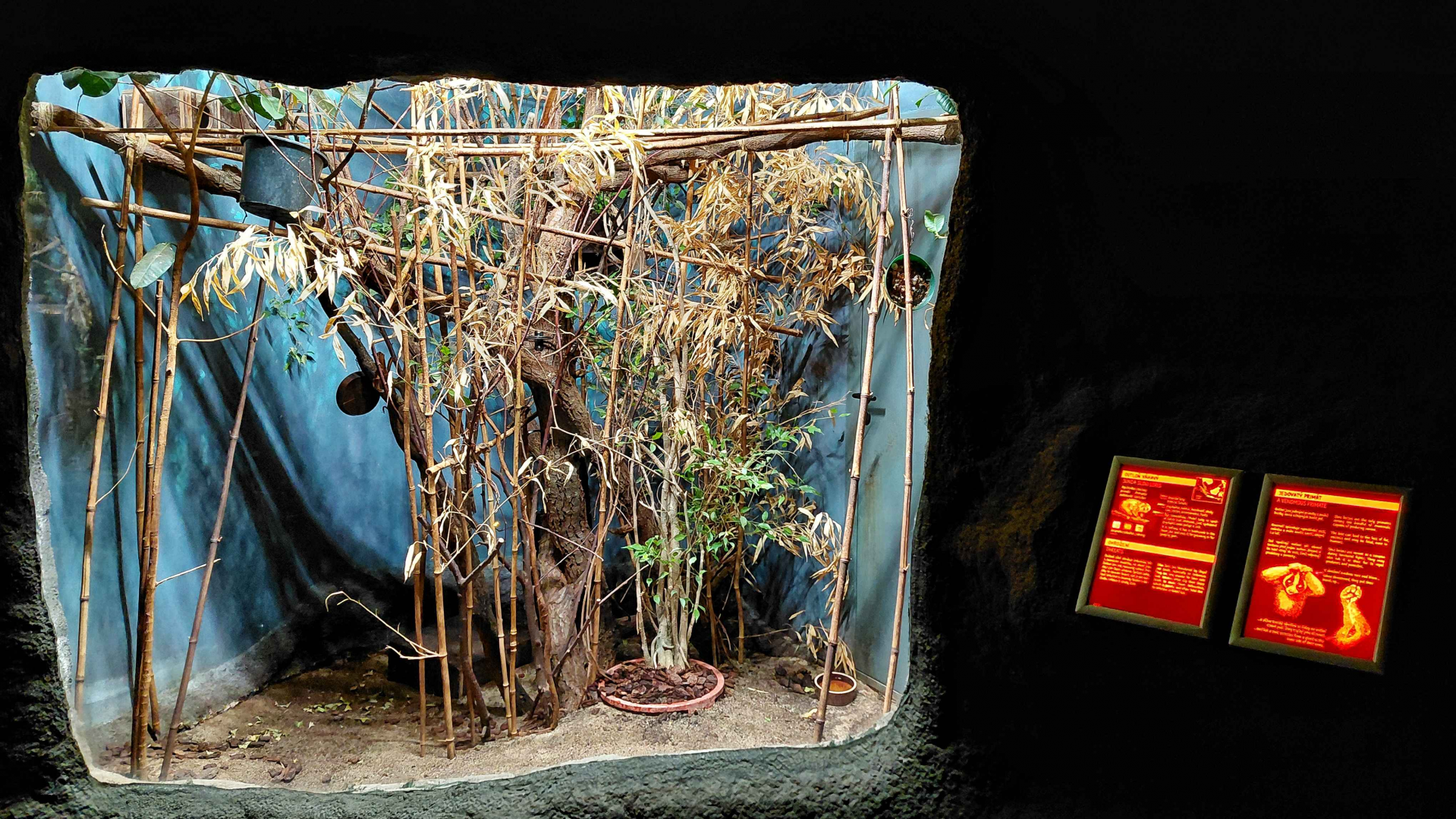 Sunda slow loris exhibit