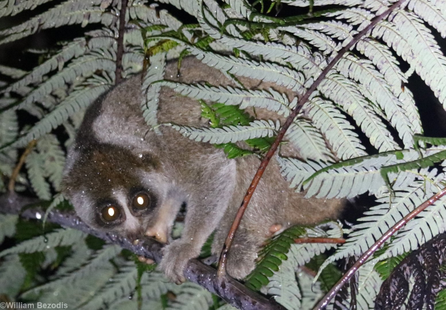 Sunda Slow Loris - Fraser's Hill