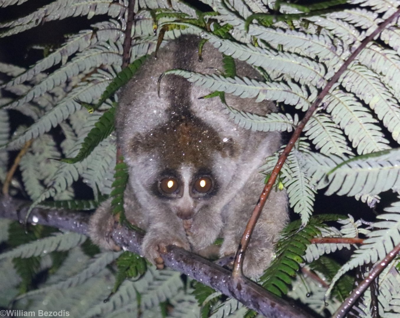 Sunda Slow Loris - Fraser's Hill