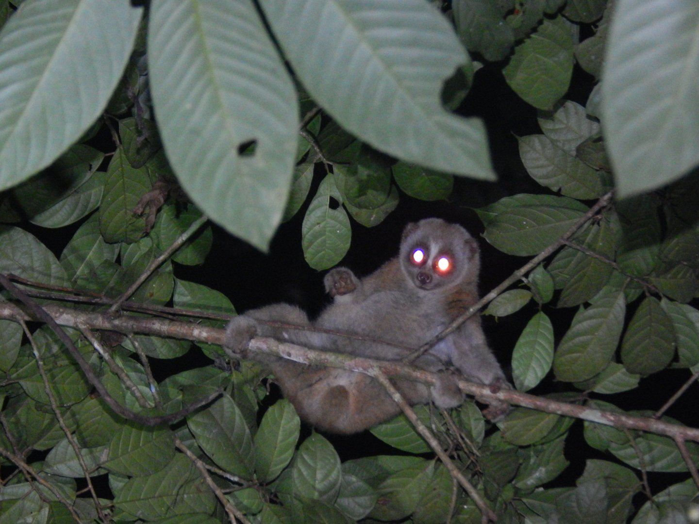Sunda Slow Loris (Nycticebus coucang)
