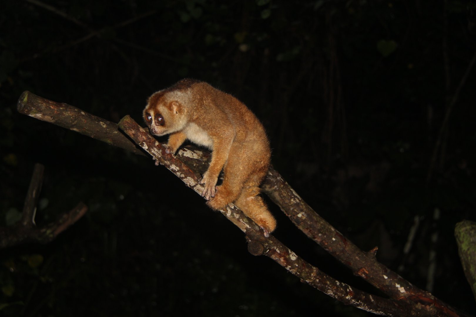 Sunda slow loris (Nycticebus coucang)