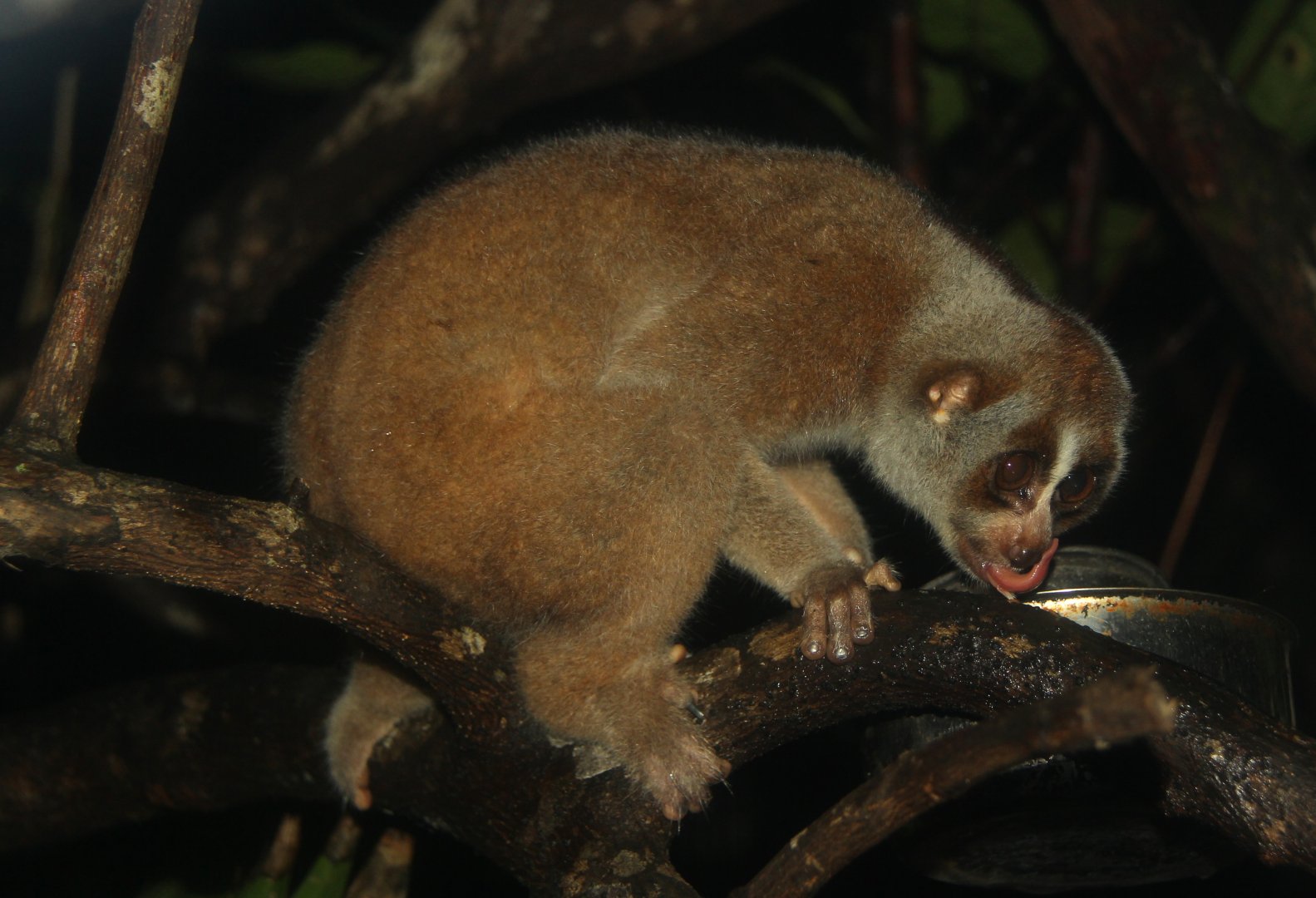 Sunda slow loris (Nycticebus coucang)