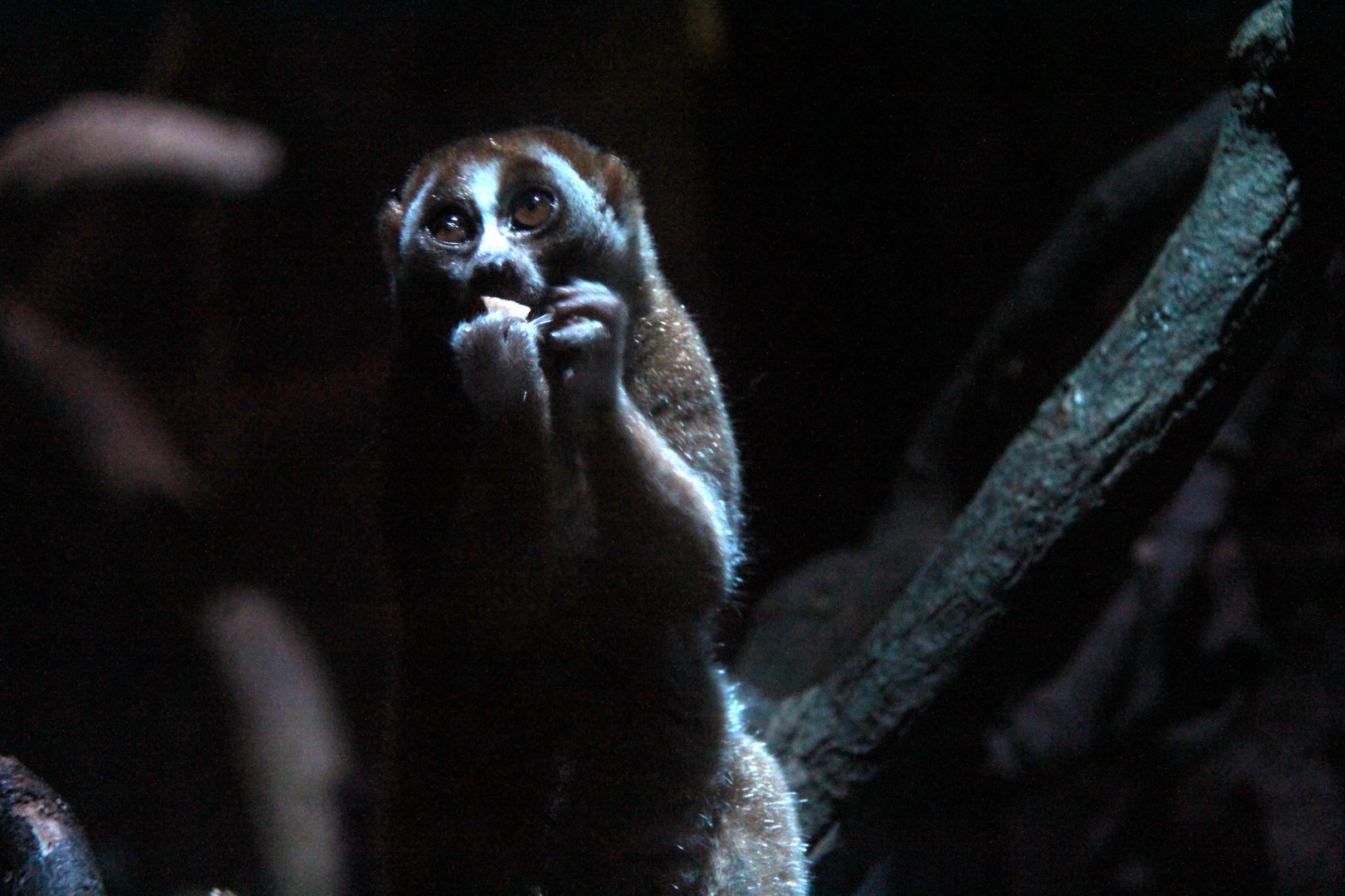 Sunda slow loris (Nycticebus coucang)