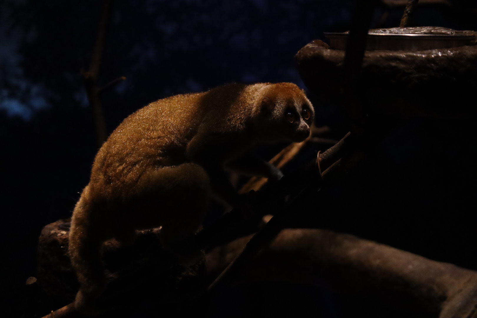 Sunda slow loris (Nycticebus coucang)
