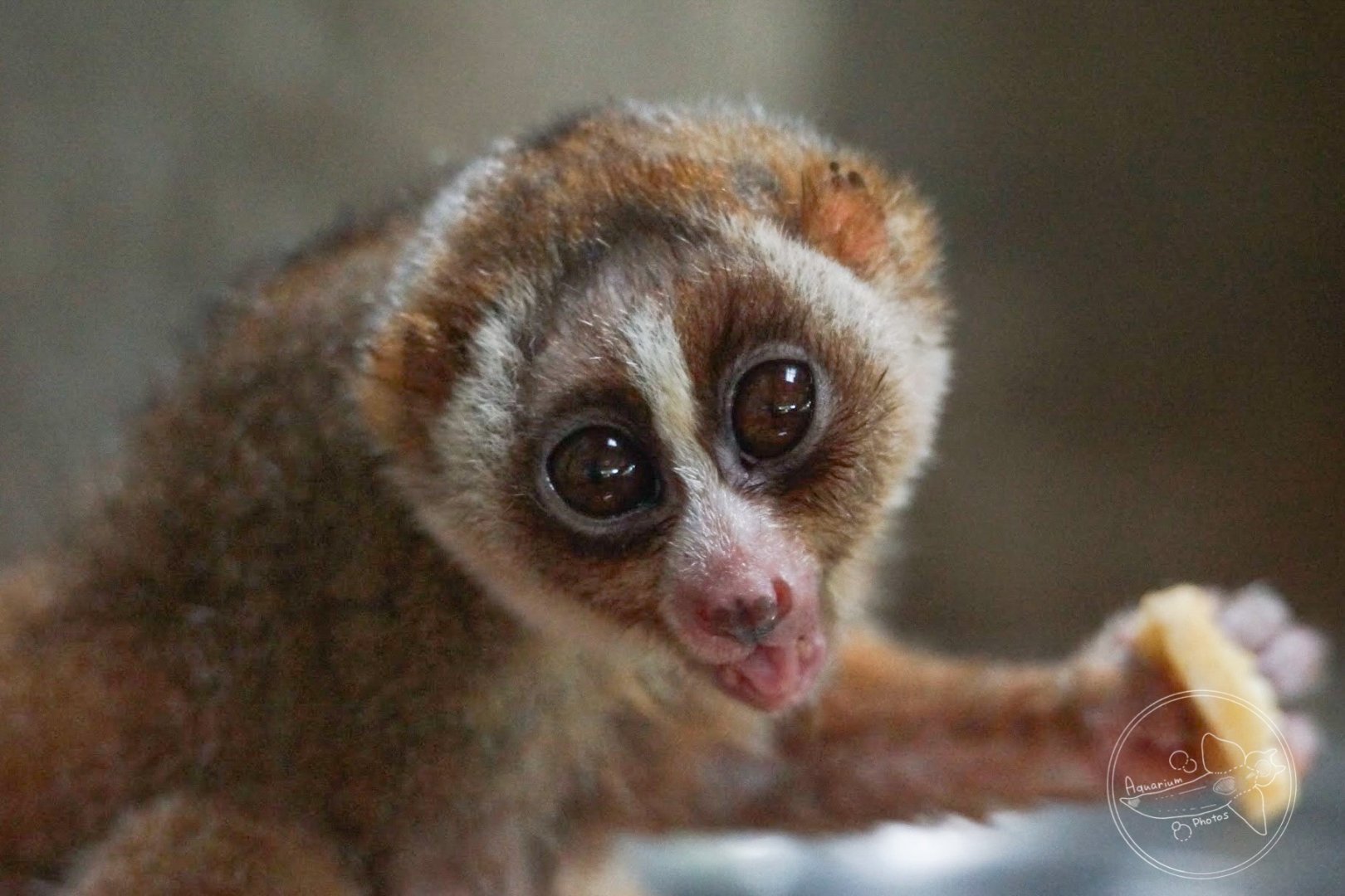 Sunda Slow Loris (Nycticebus coucang)