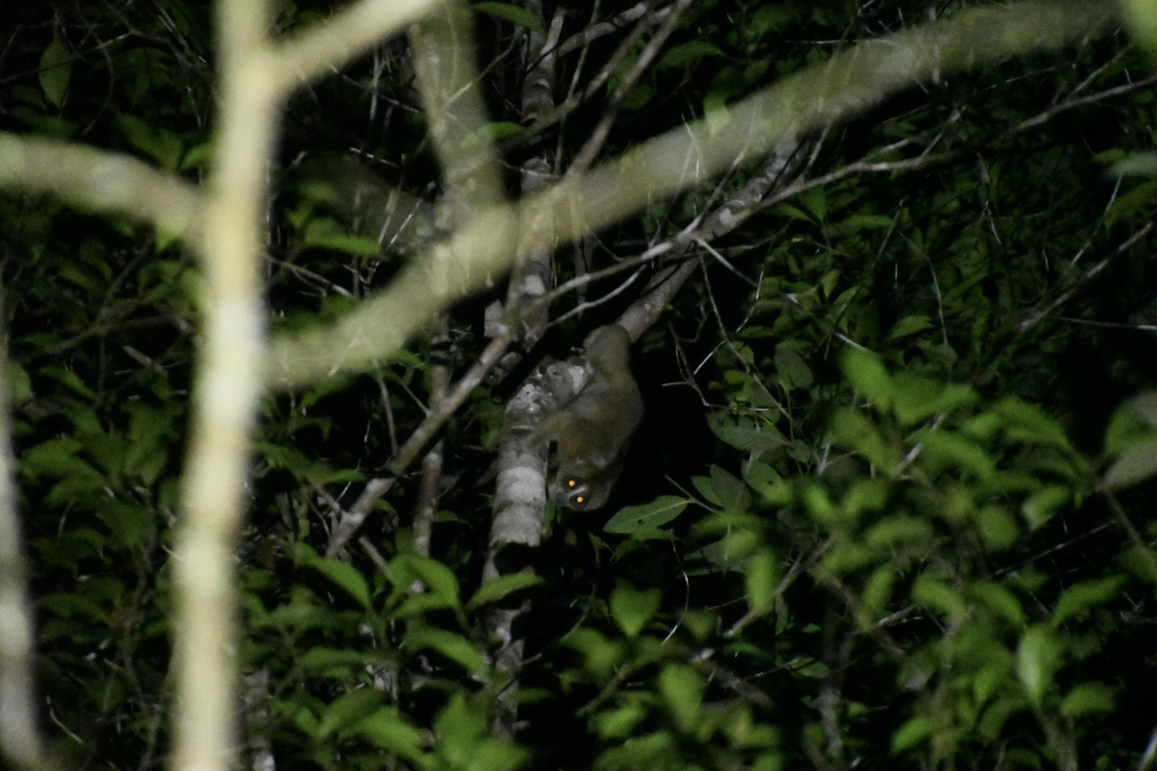 Sunda slow loris (Nycticebus coucang)