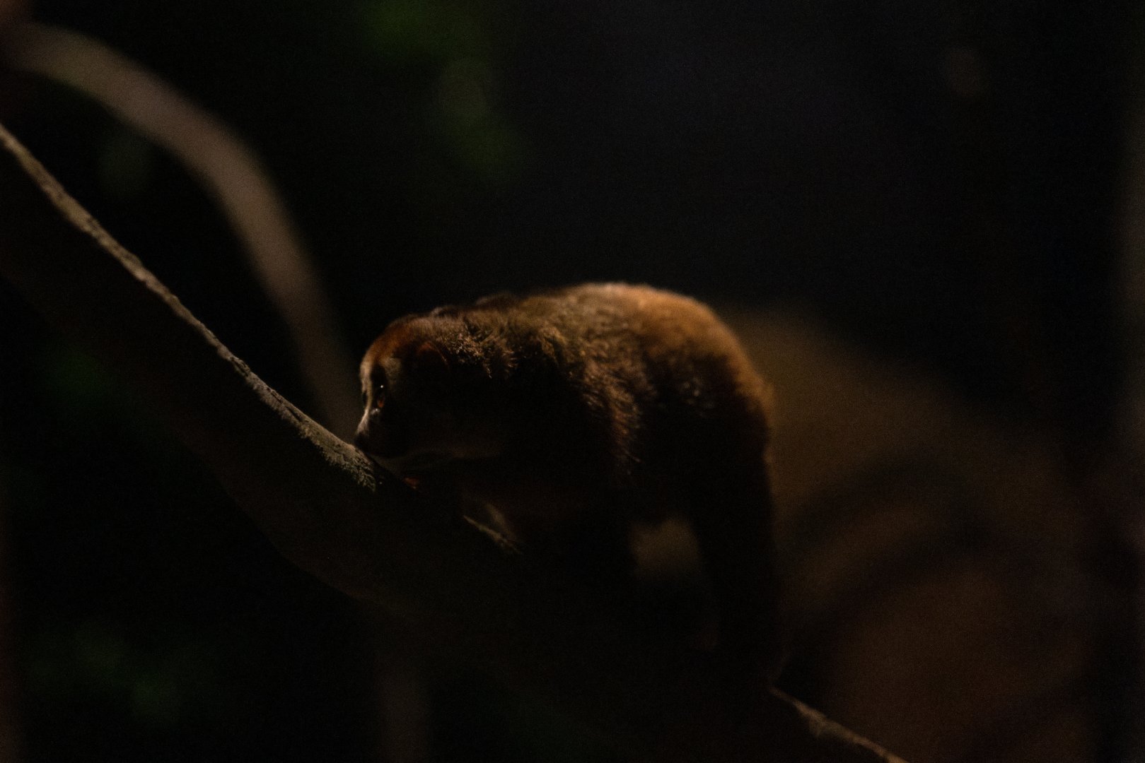 Sunda Slow Loris (Nycticebus coucang)