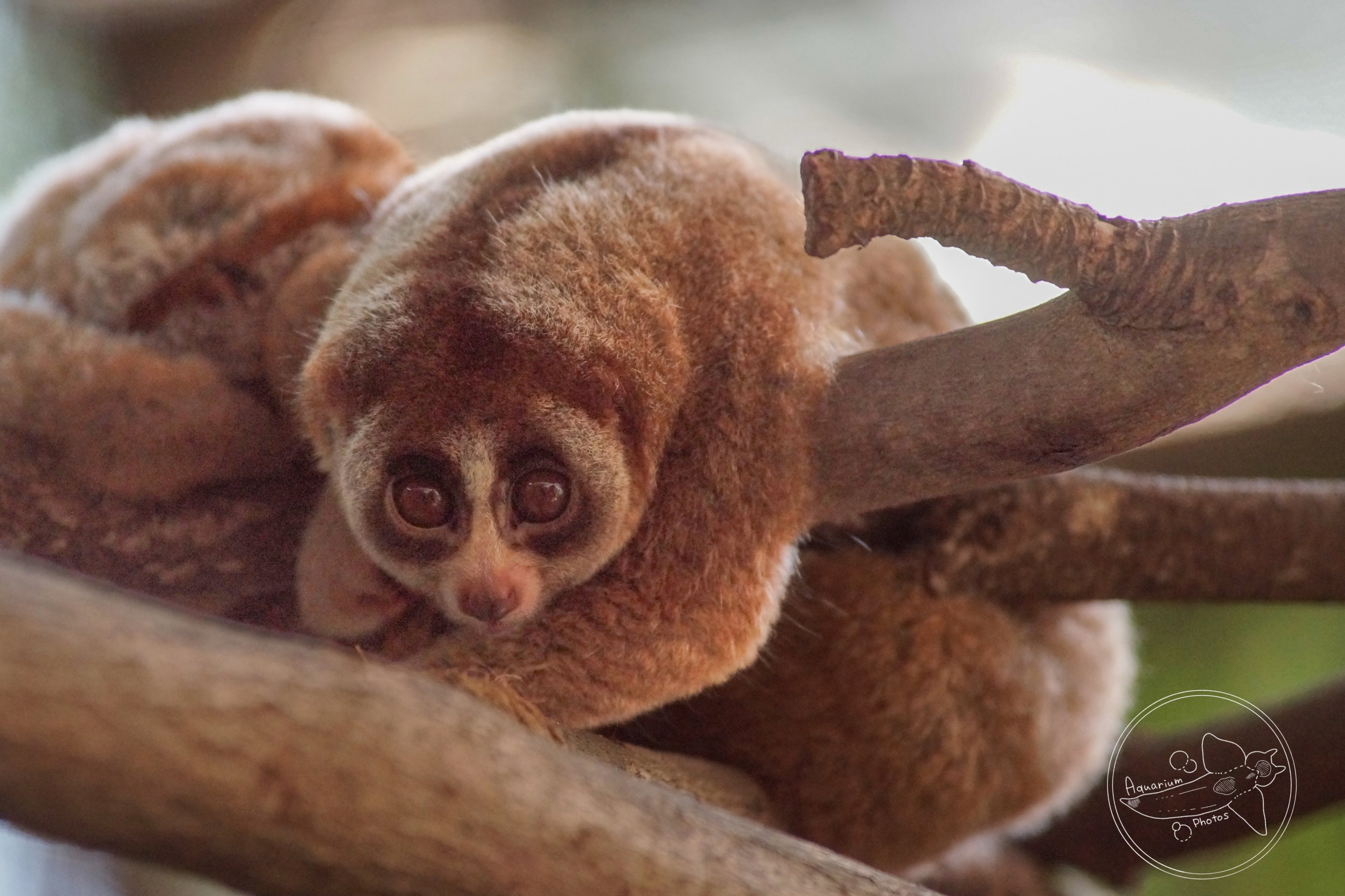 Sunda Slow Loris (Nycticebus coucang)