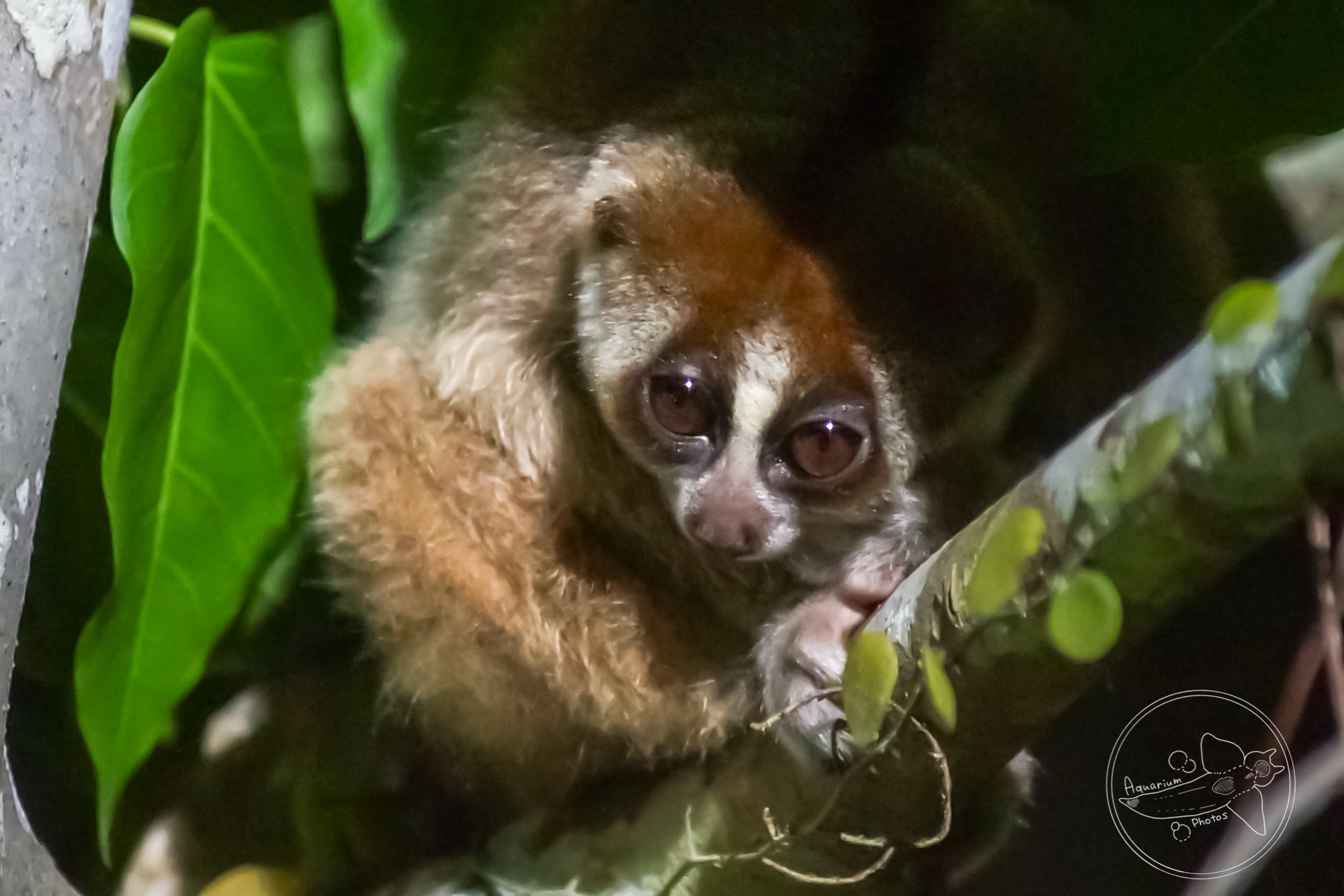 Sunda Slow Loris (Nycticebus coucang)