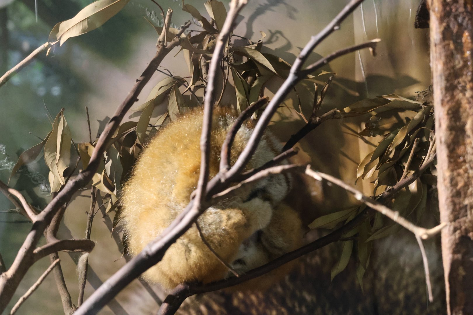 Sunda slow loris (Nycticebus coucang)