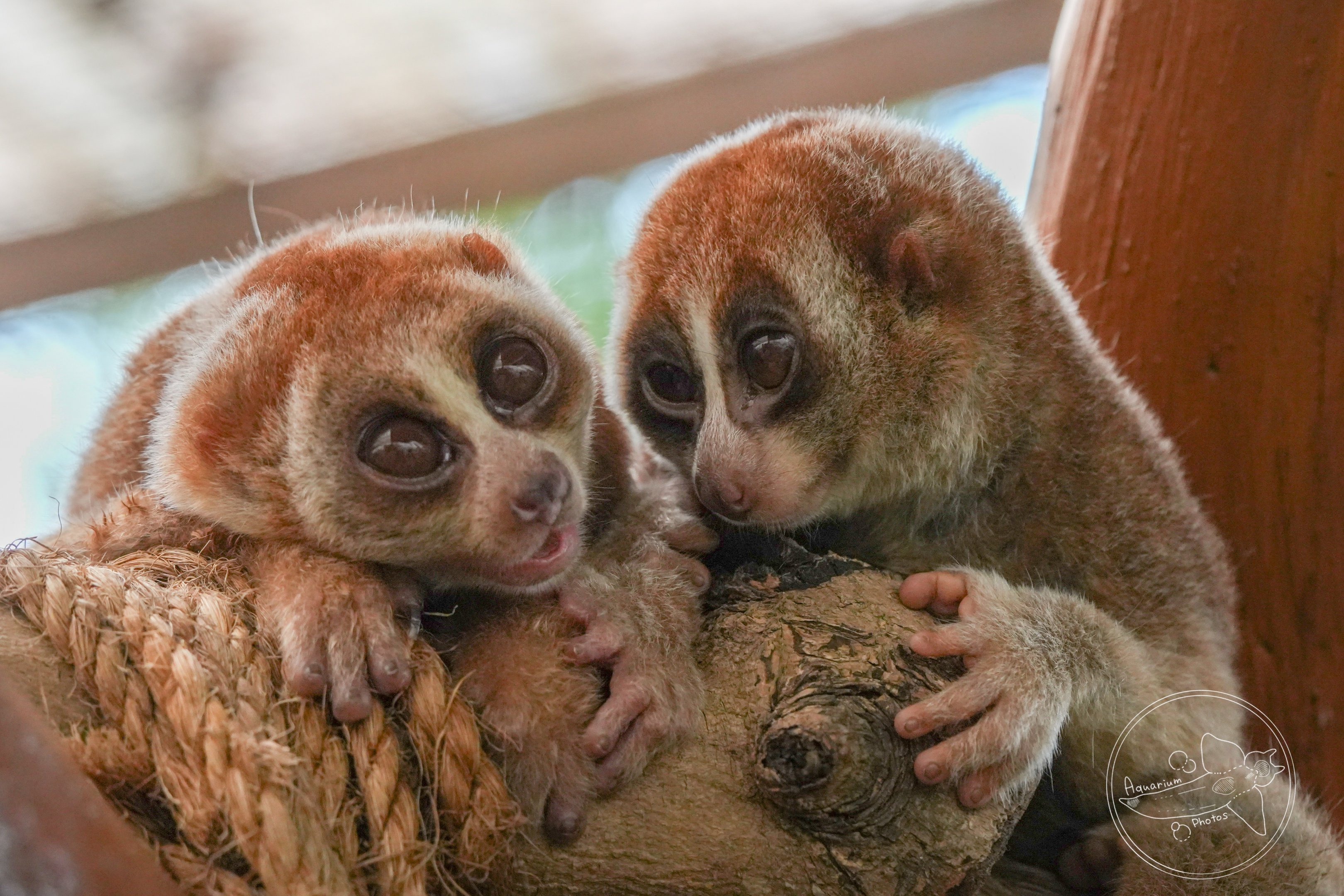 Sunda slow loris (Nycticebus coucang)