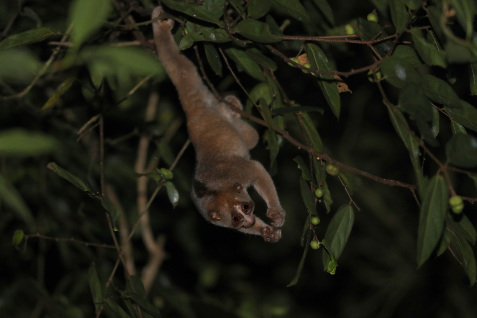 Sunda slow loris (Nycticebus coucang)
