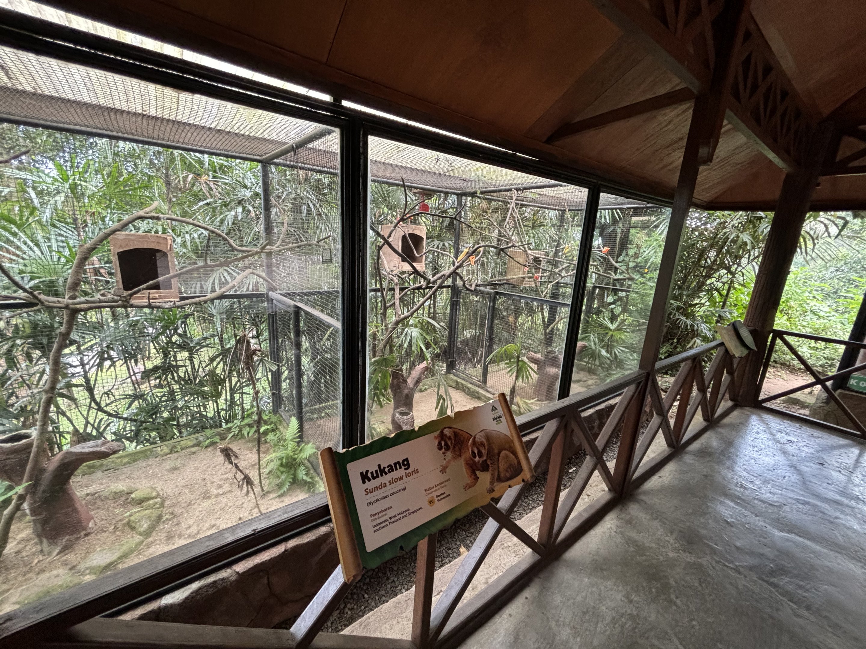 Sunda Slow Loris + Tarsier Exhibits
