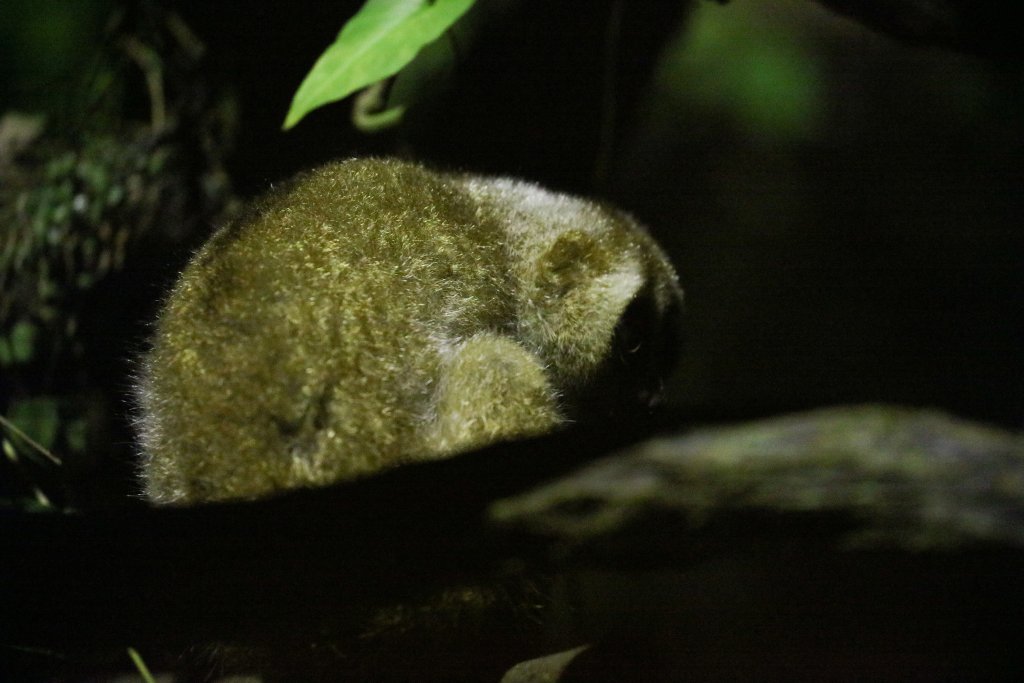 Sunda Slow Loris