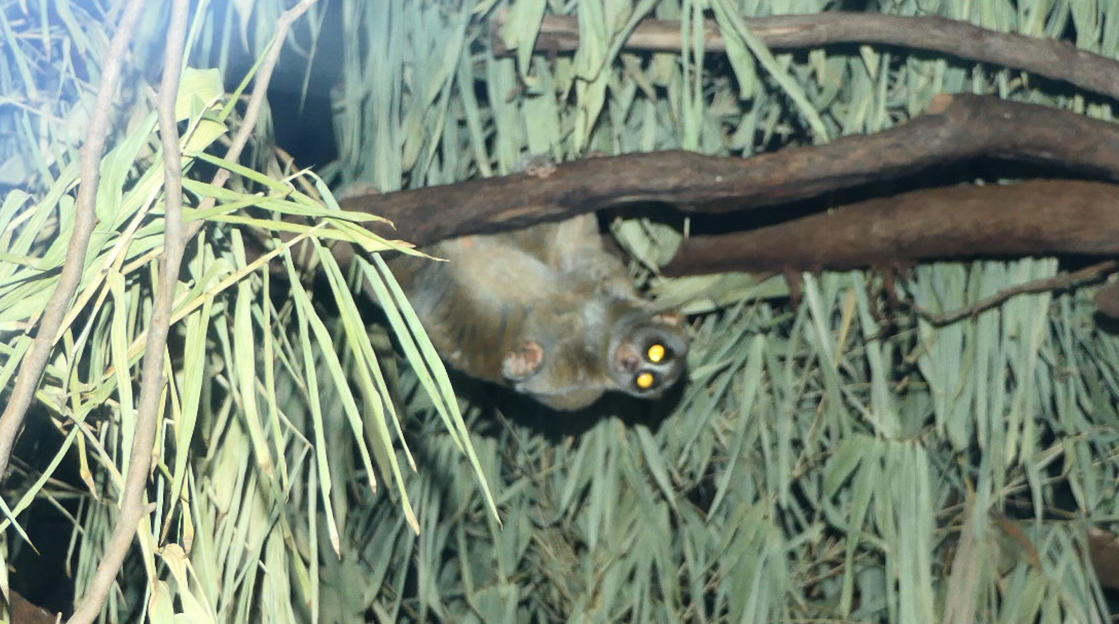 Sunda Slow Loris
