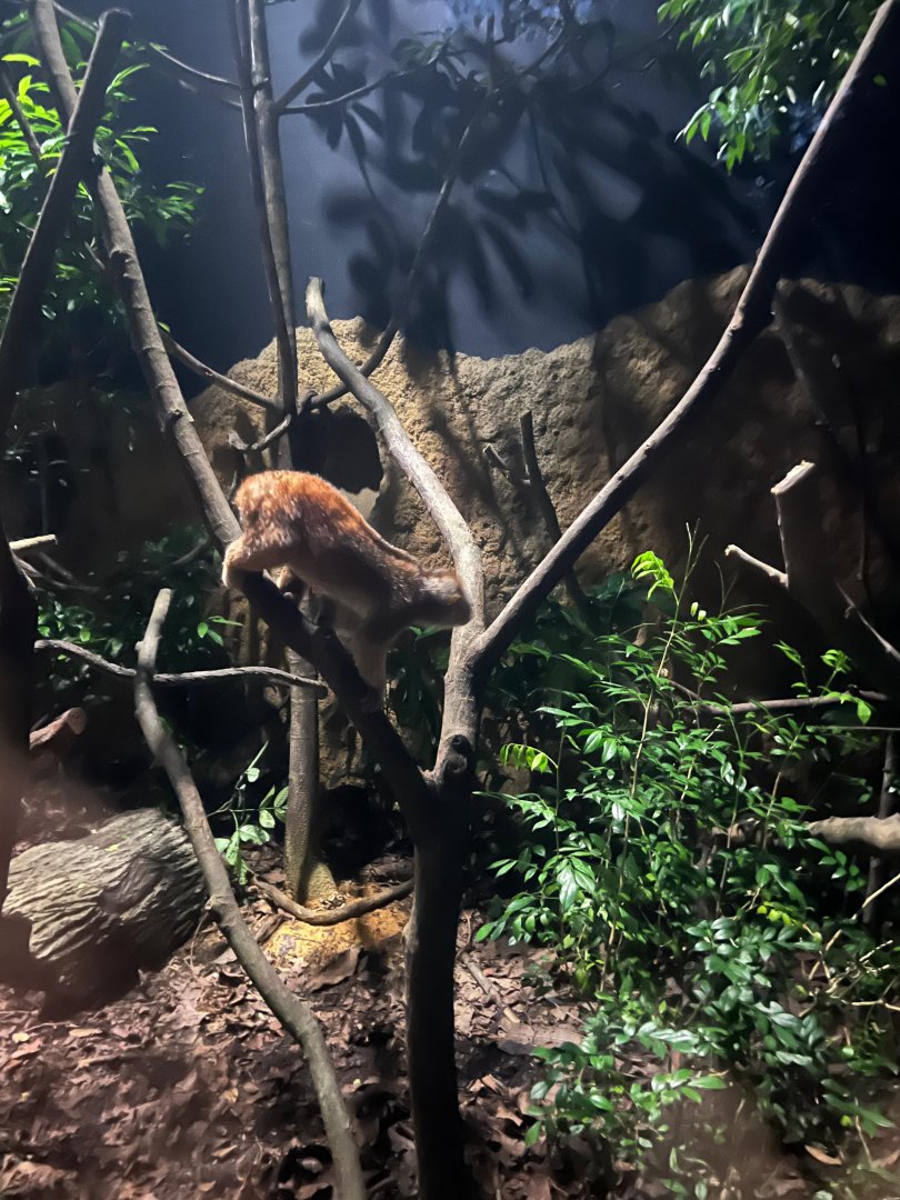 Sunda Slow Loris