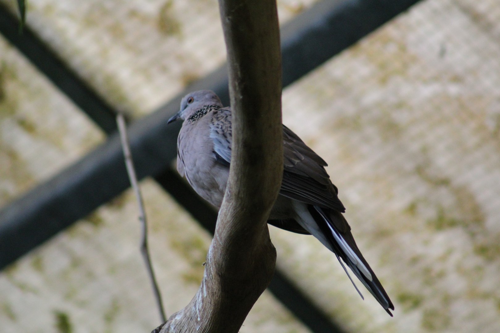 Sunda Spotted Dove