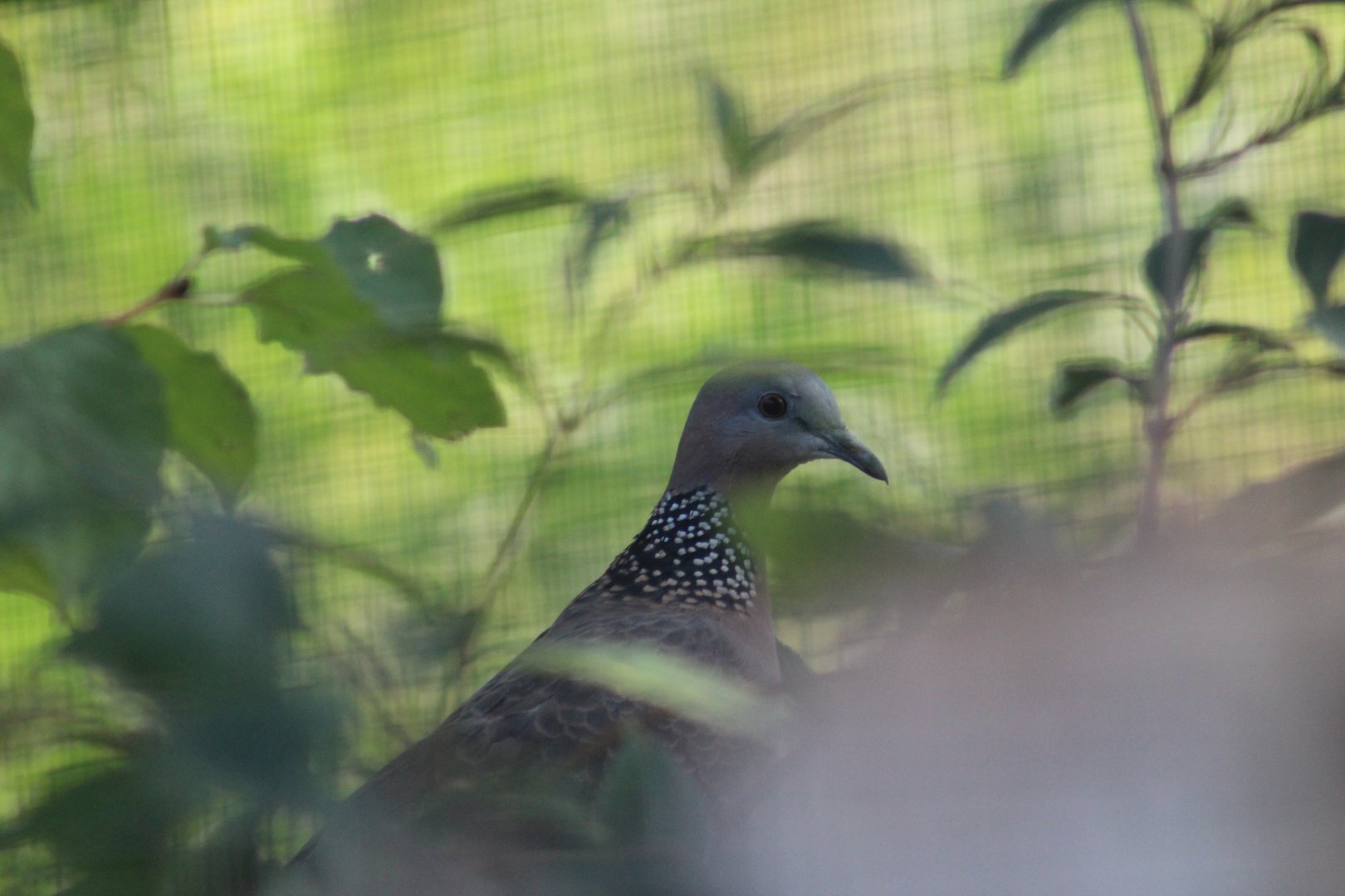 Sunda Spotted Dove