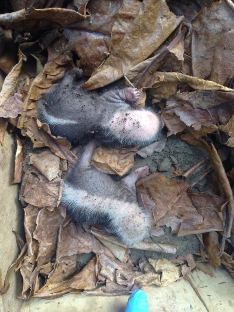 Sunda Stink Badger - Minis