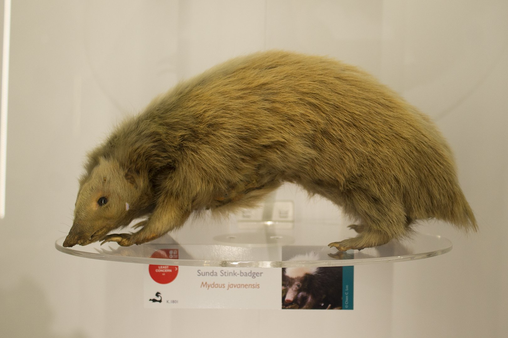 Sunda Stink Badger - Museum of Zoology Cambridge
