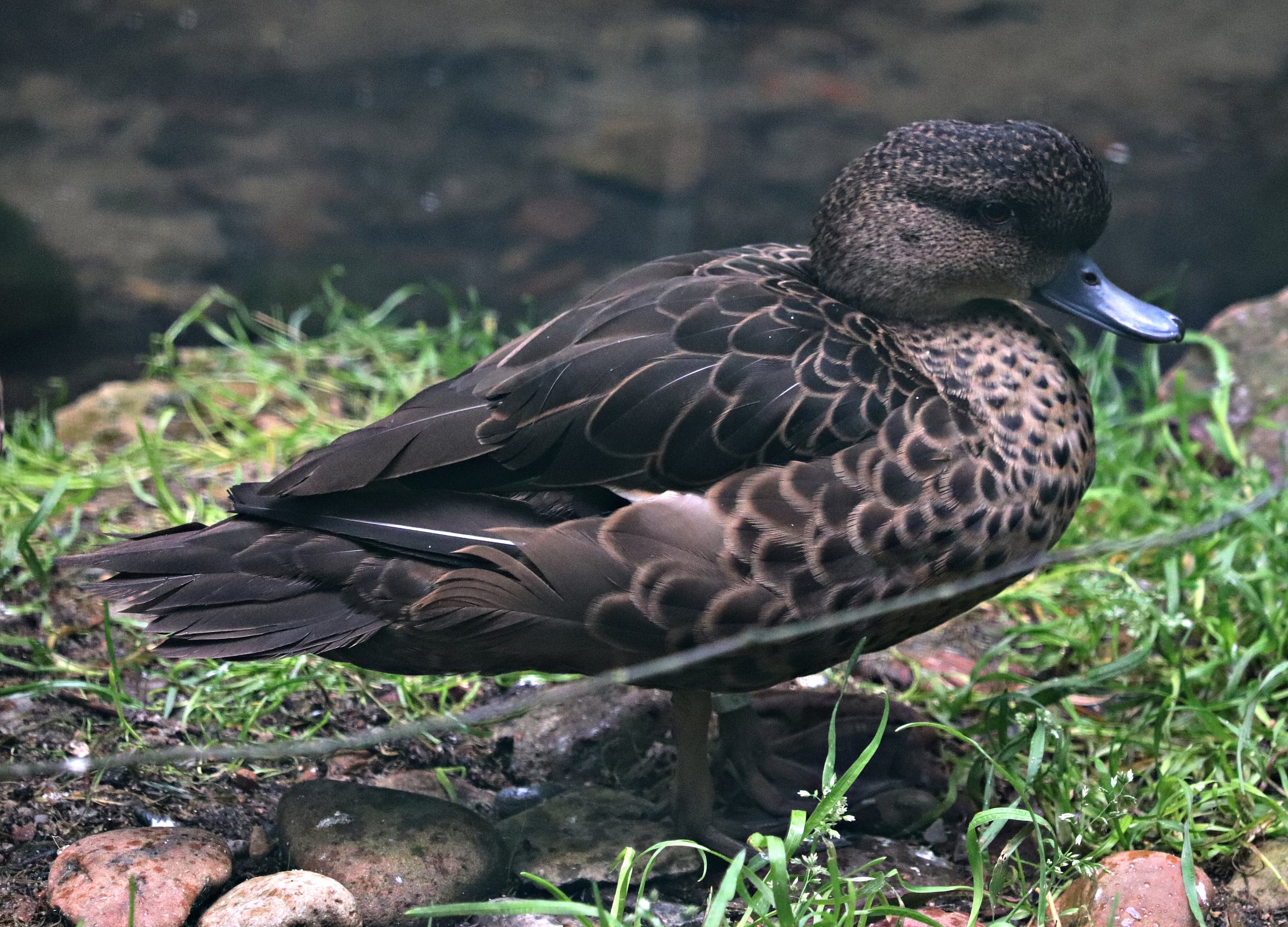 Sunda teal (Anas gibberifrons) - Fasanerie/Pheasantry