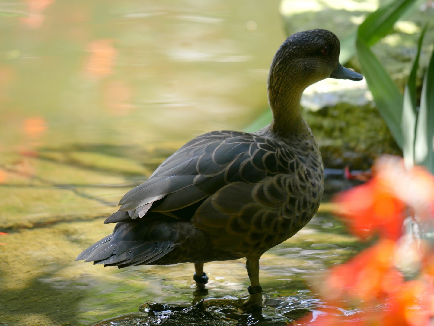 Sunda teal (Anas gibberifrons)