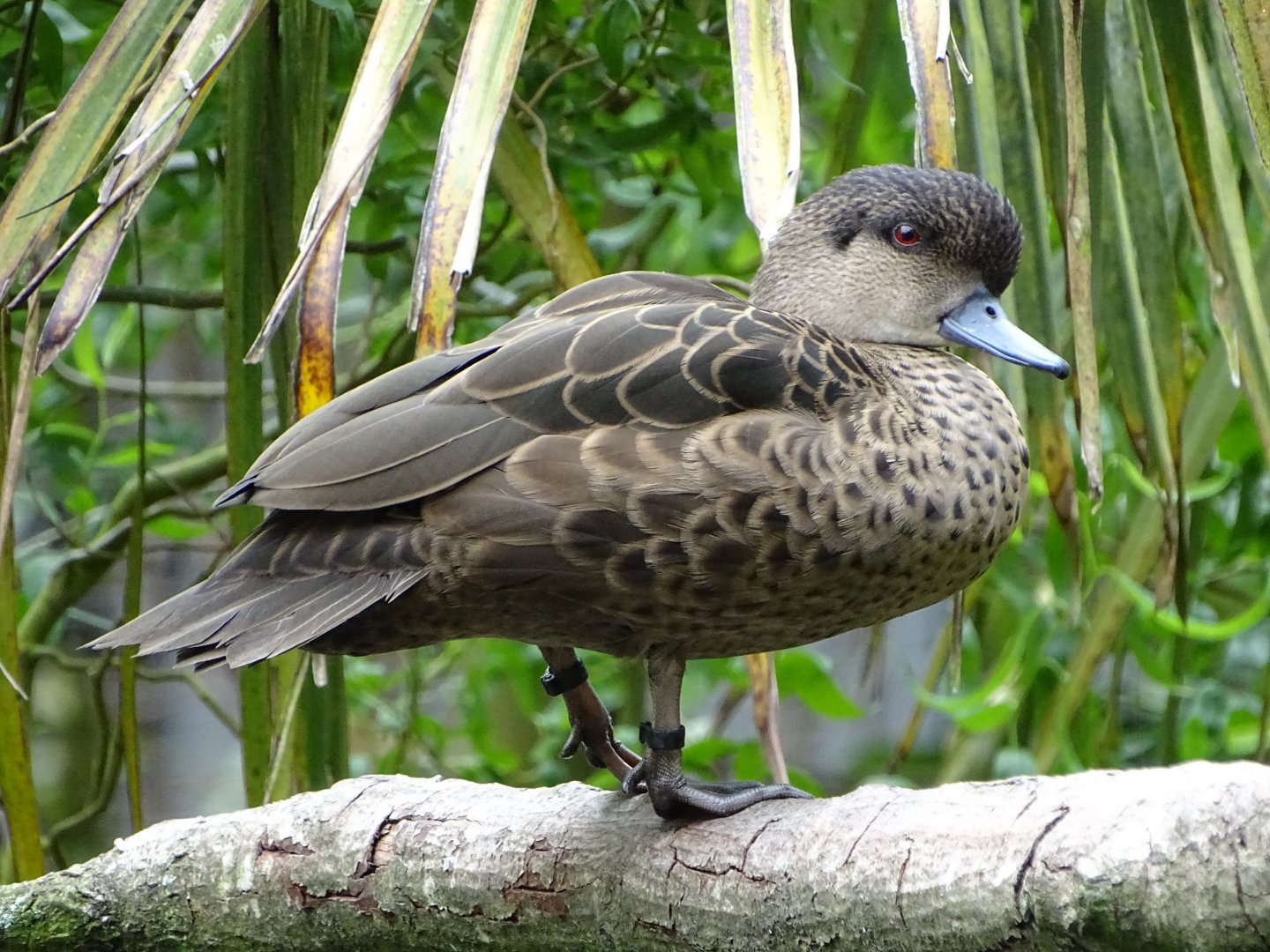 Sunda teal (Anas gibberifrons)