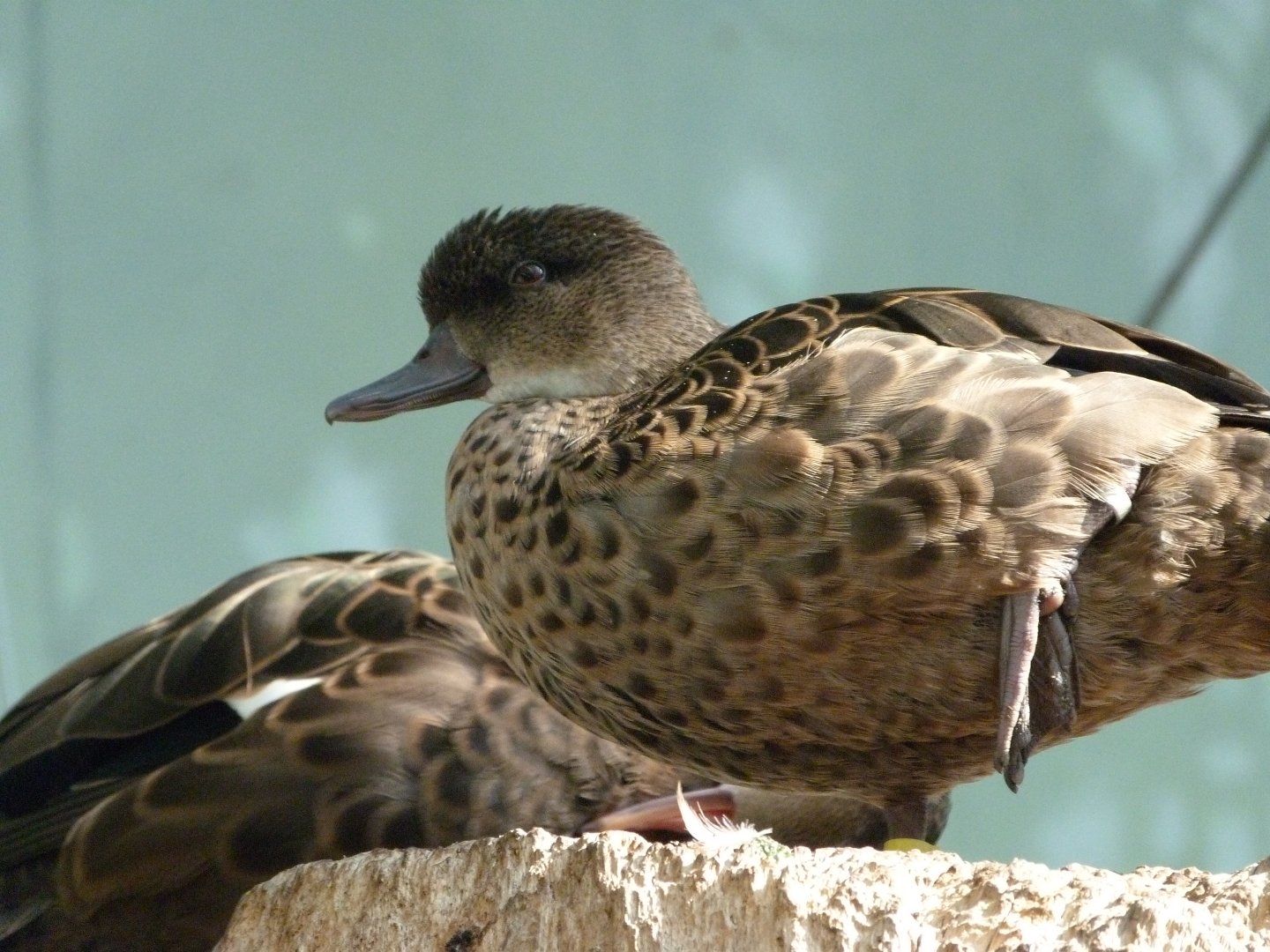 Sunda teal -Zoo Praha (2025)