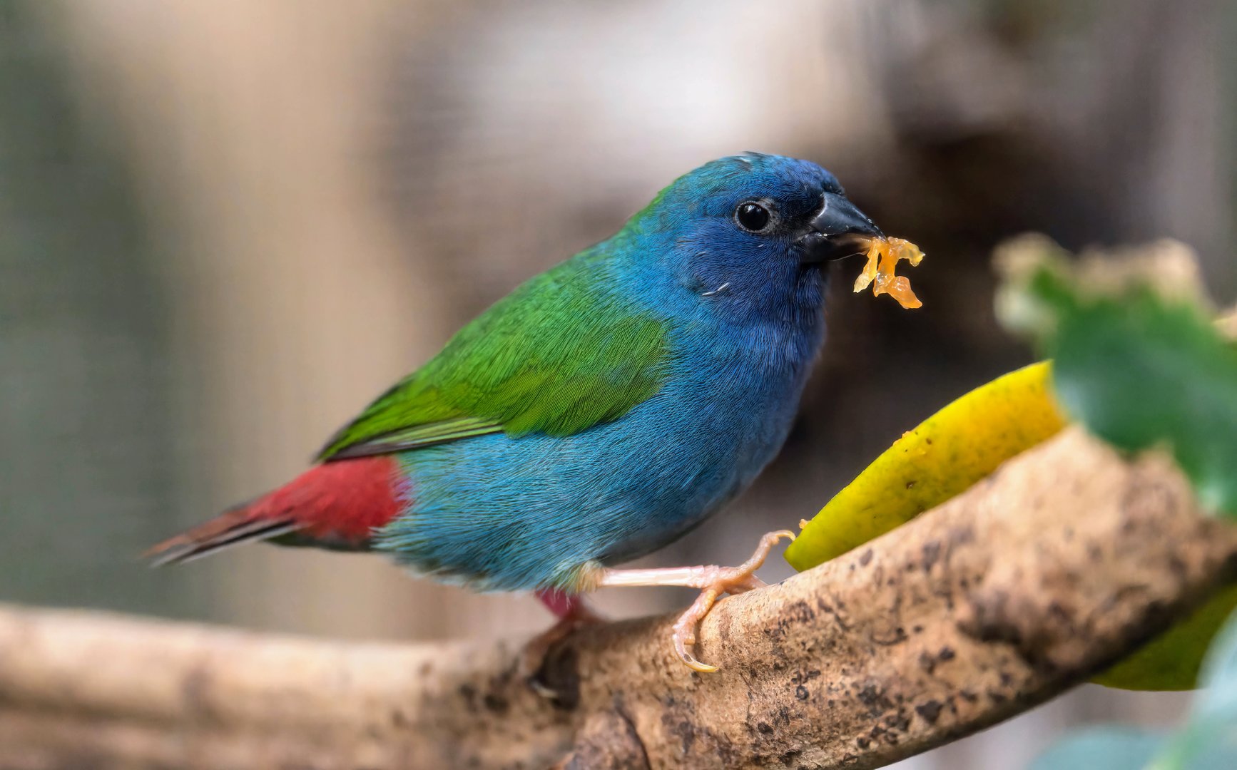 Sunda / Tricoloured parrot finch, Chester, UK