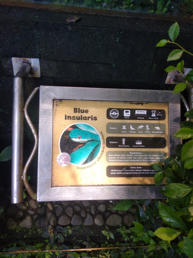 Sunda white-lipped pit viper (Trimeresurus insularis) information panel