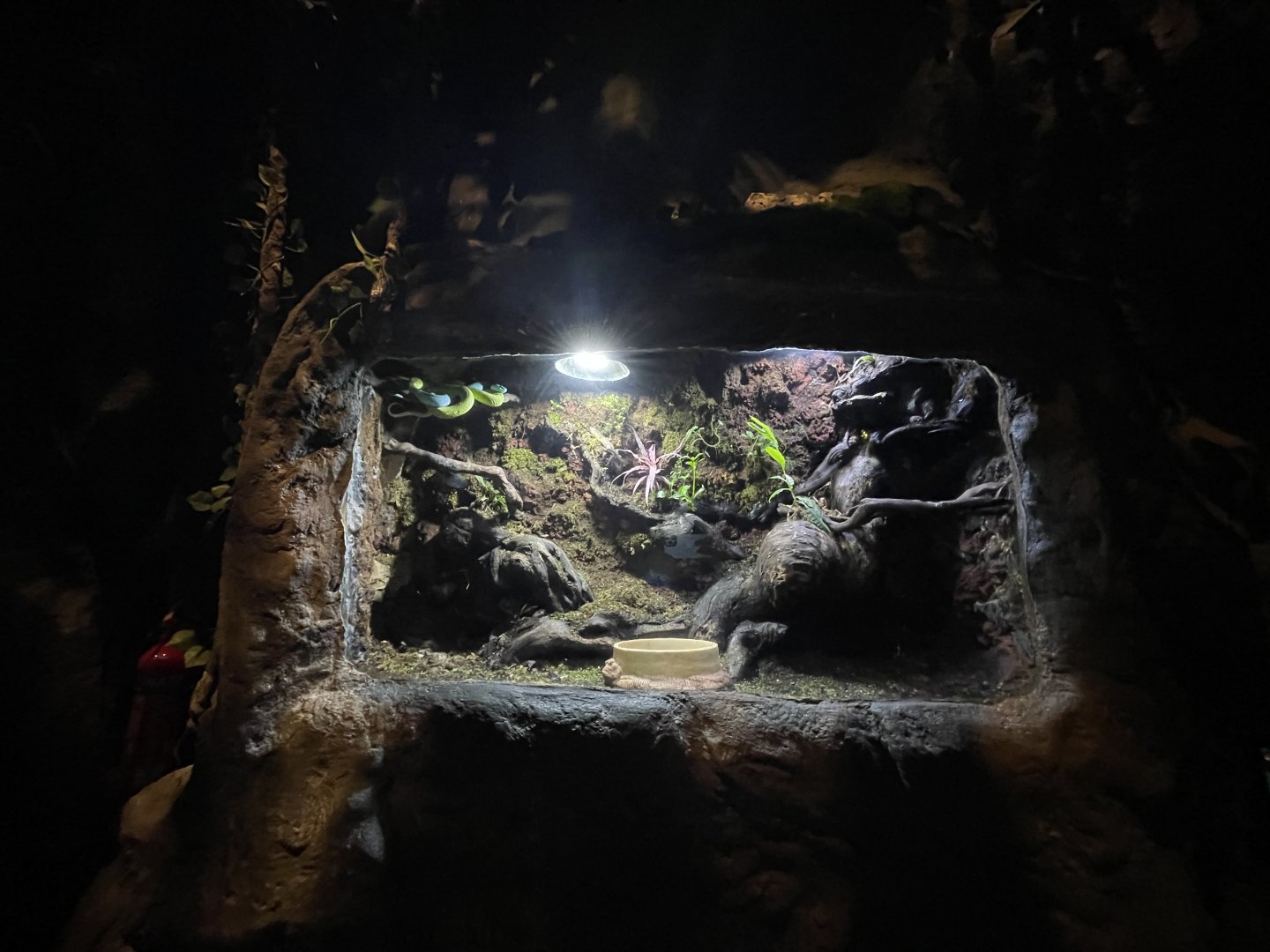 sunda white-lipped pit viper (trimeresus insularis) exhibit- BX Sea