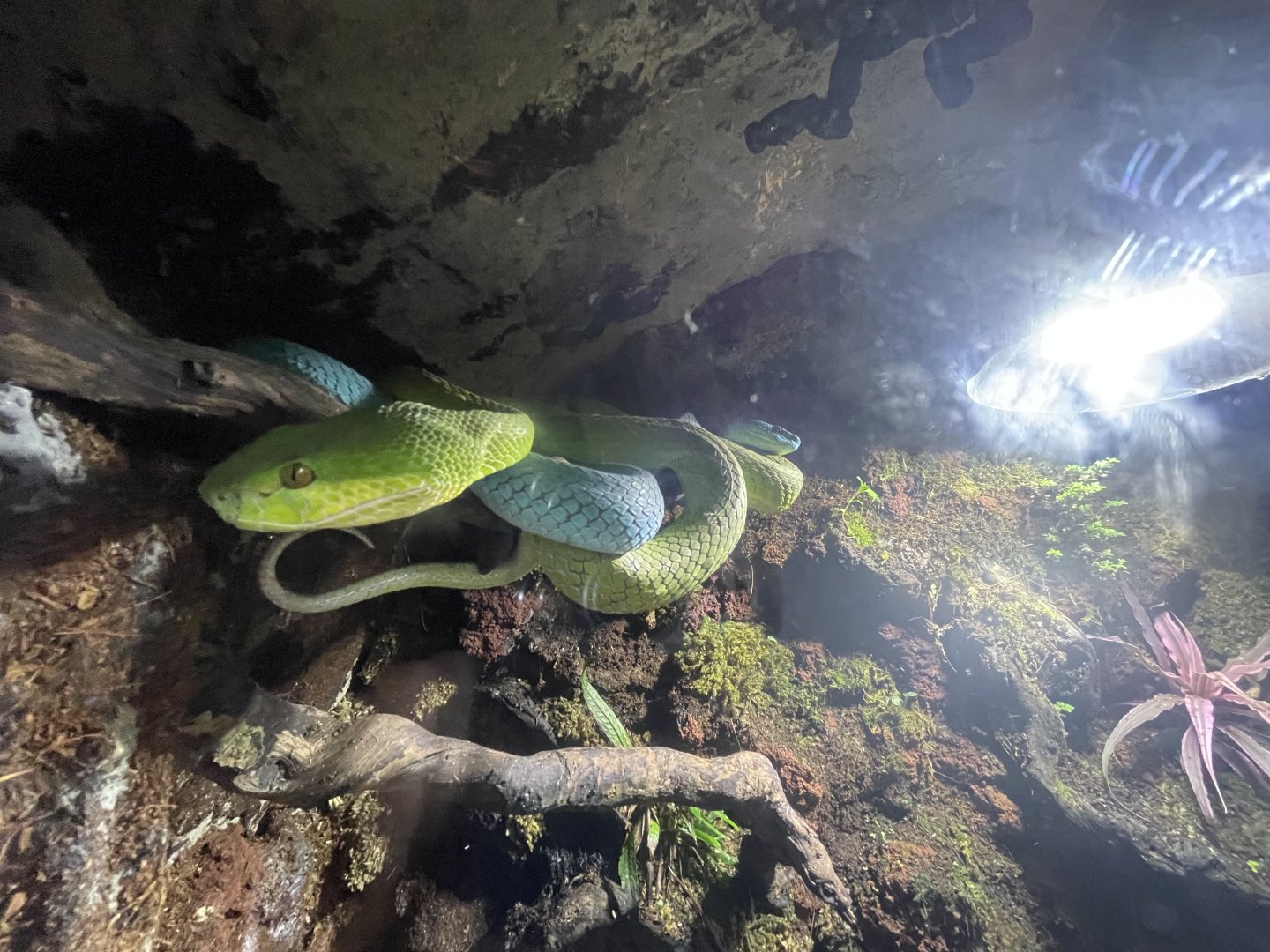 sunda white-lipped pit viper (trimeresus insularis) (green & blue) - BX Sea
