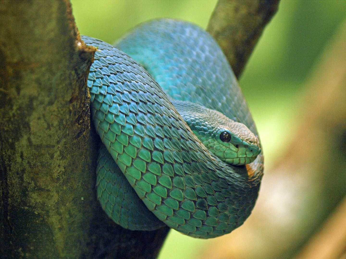 Sunda white-lipped pit viper
