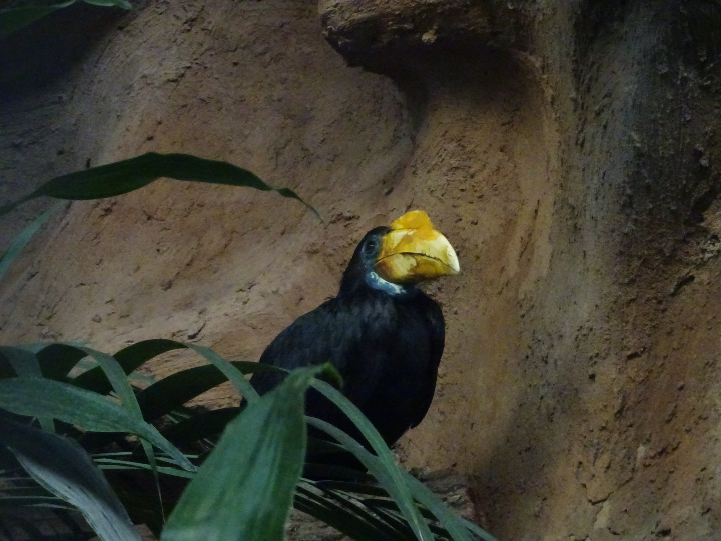 Sunda Wrinkled Hornbill (?) 23 August 2025