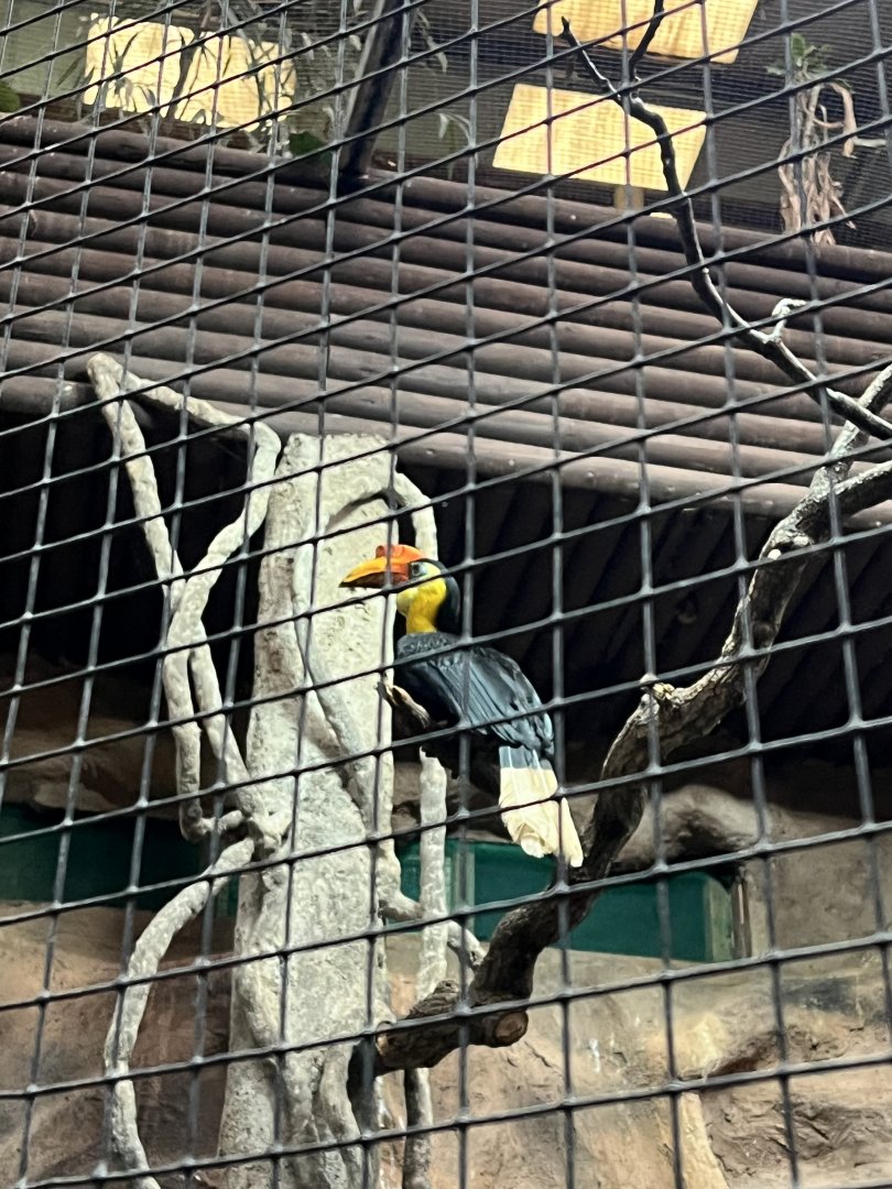 Sunda wrinkled hornbill 29.6.24