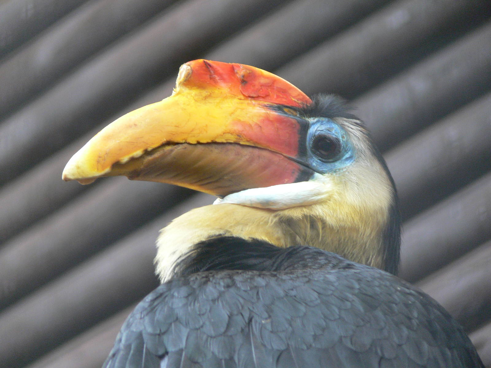 Sunda Wrinkled Hornbill at Chester Zoo, 14/04/14