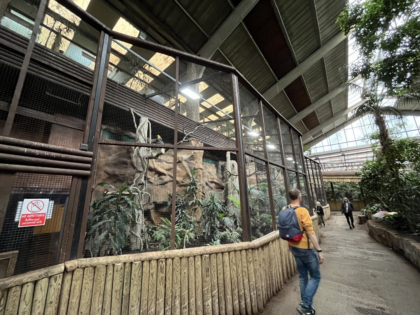 Sunda wrinkled hornbill aviary 29.6.24