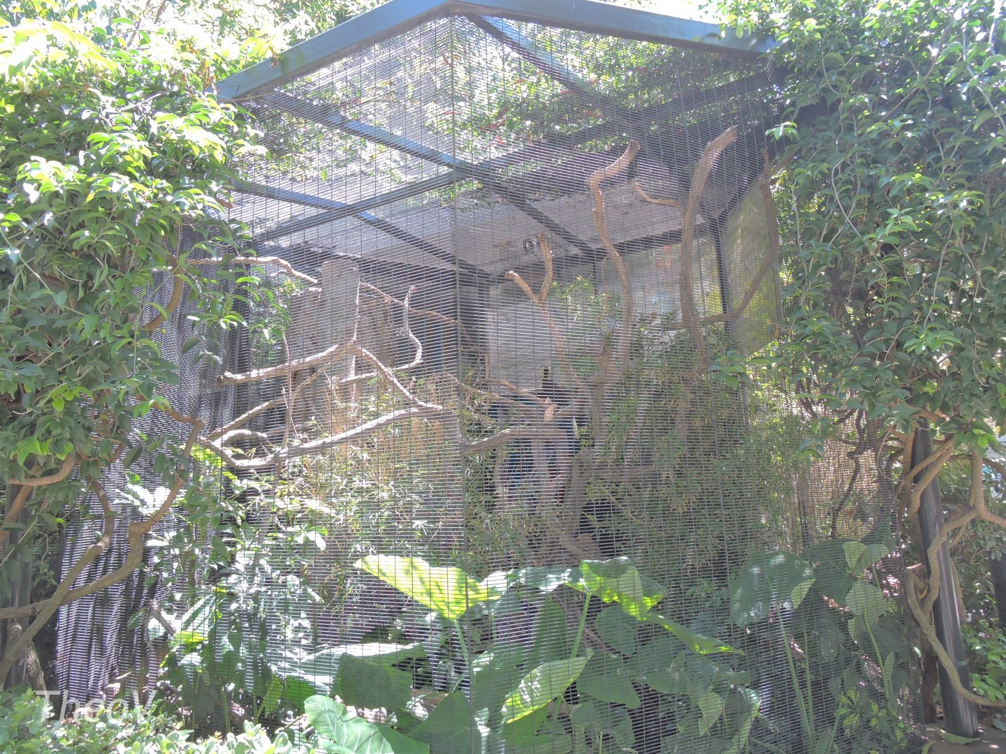 Sunda wrinkled hornbill aviary - Lost Forest [2015]