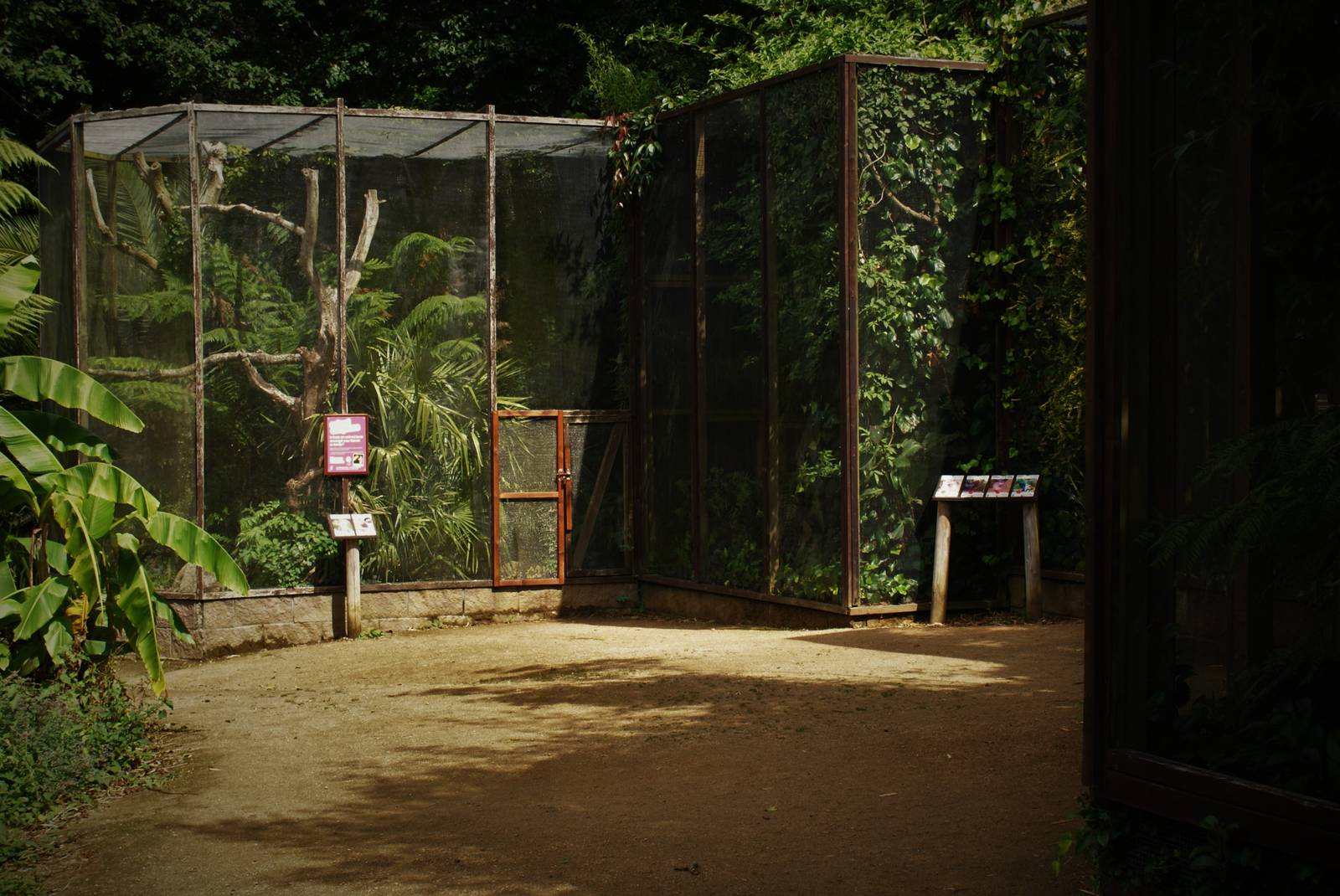 Sunda wrinkled hornbill aviary