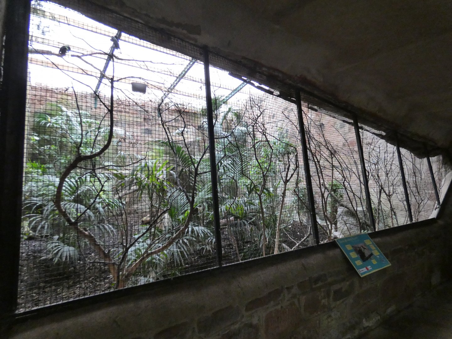 Sunda wrinkled hornbill aviary