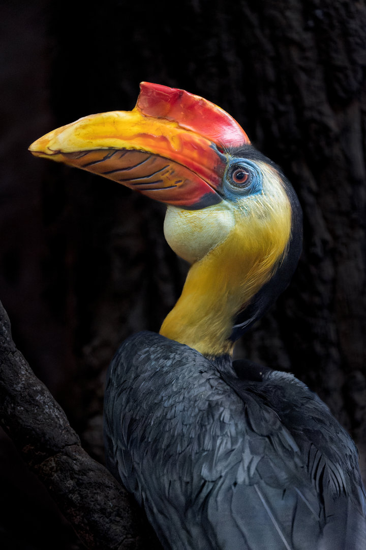 Sunda Wrinkled Hornbill / Chester Zoo / 9-9-22