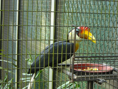 Sunda Wrinkled Hornbill, Jurong BirdPark