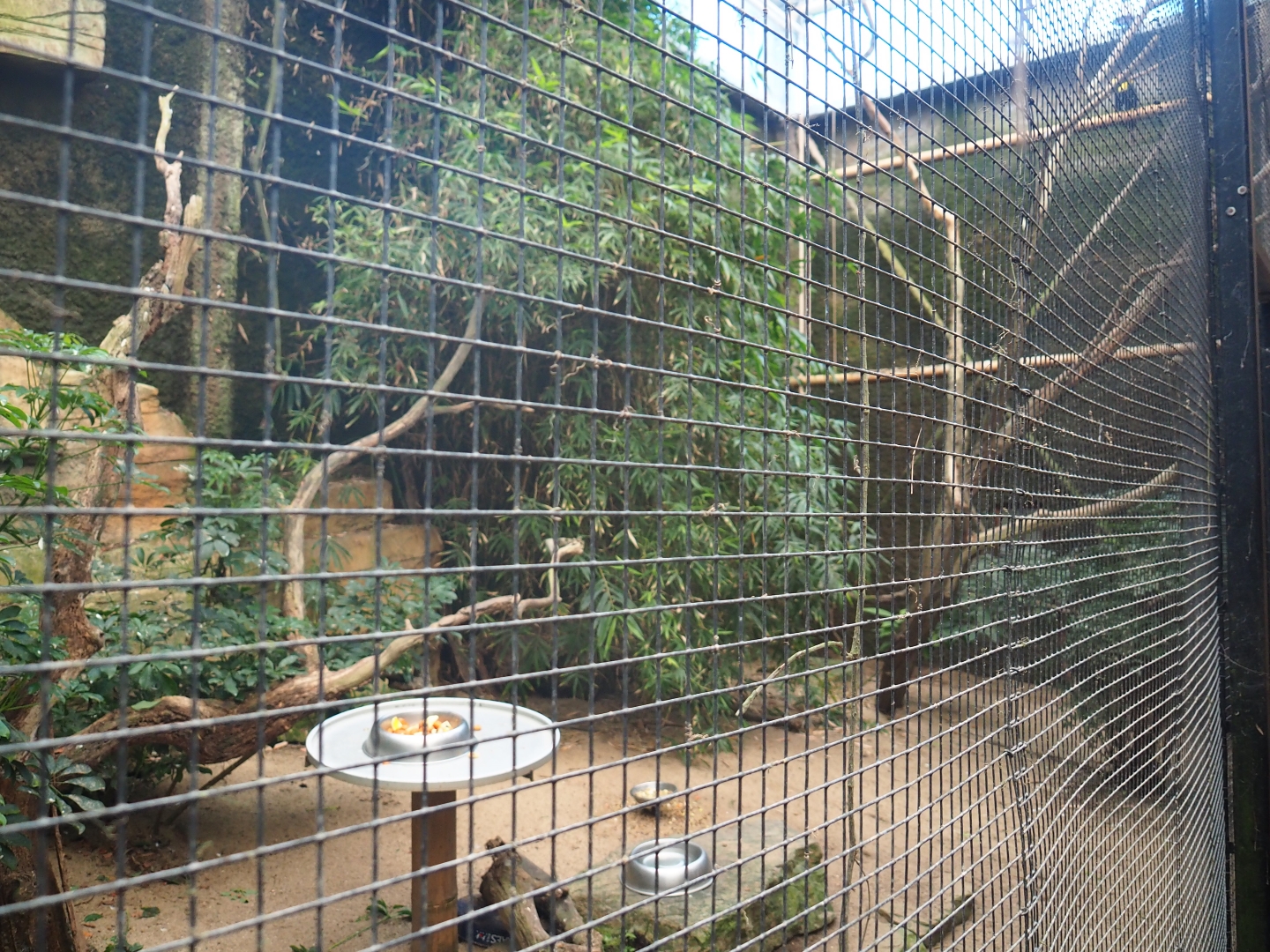 Sunda wrinkled hornbill - Malayan great argus aviary (Jan 20th, 2019)