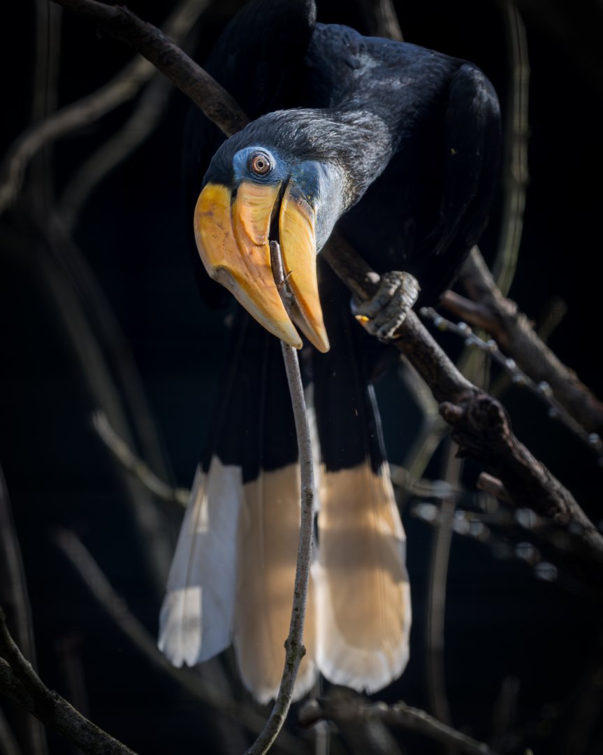 Sunda Wrinkled Hornbill / Paighton / 18-3-23