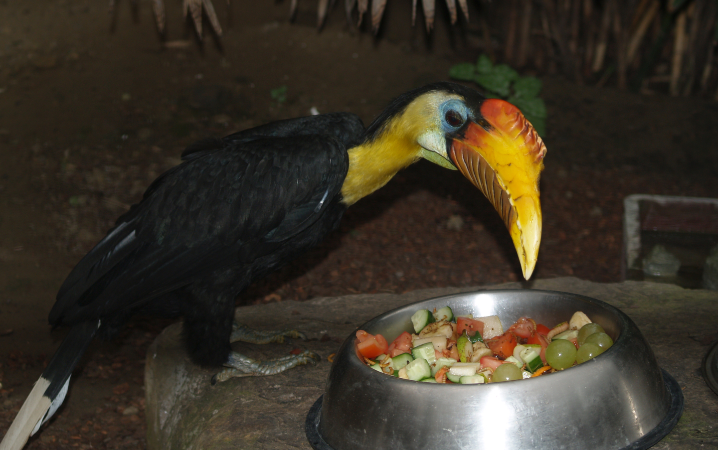 Sunda wrinkled hornbill (Rhabdotorrhinus corrugatus), 2006-10-28