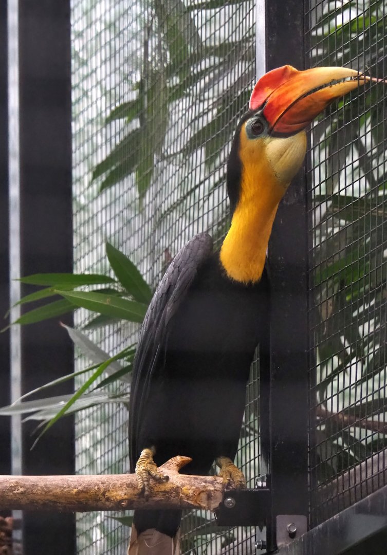 Sunda wrinkled hornbill (Rhabdotorrhinus corrugatus), 2023-02-19