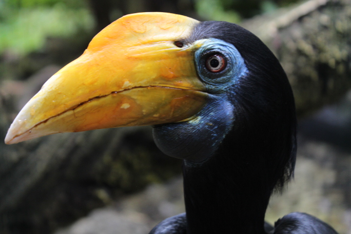 Sunda wrinkled hornbill (Rhabdotorrhinus corrugatus rugosus) - Bird Park