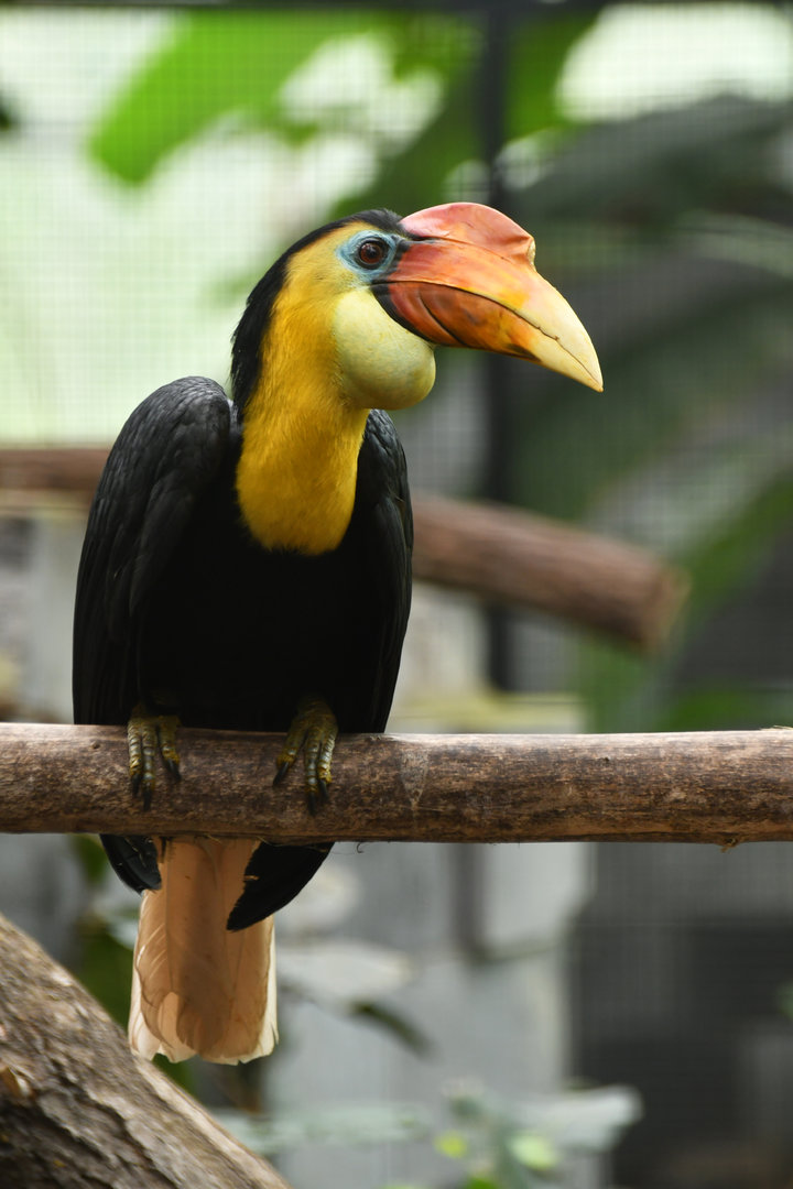 Sunda wrinkled hornbill (Rhabdotorrhinus corrugatus)